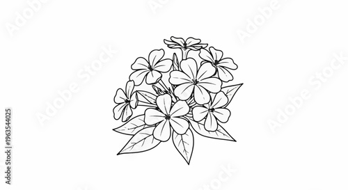 Outline drawing of a cluster of delicate, star-shaped flowers with leaves