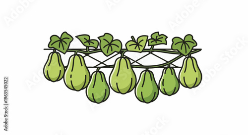 Multiple green chayote squash hanging from a vine with leaves