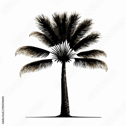 Palm tree silhouette tropical plant.