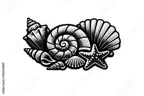 Seashells and starfish drawing with different shell shapes and patterns on a white background