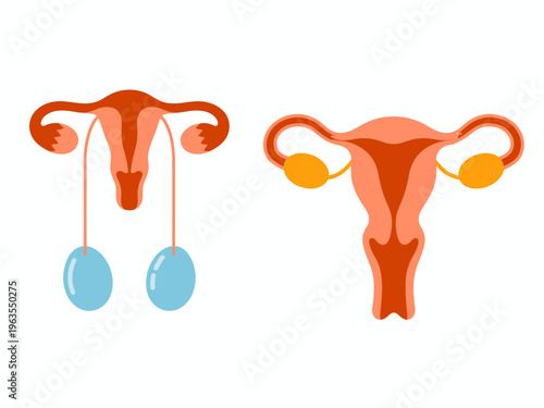 Male and Female Reproductive Systems Anatomical Diagrams Side by Side anatomy