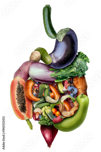 Dietary Fiber as a Diet and Gastroenterology bowel health medical concept of the digestive system including the esophagus intestines and rectum as a symbol for Gastroenterologists and to diagnose and 