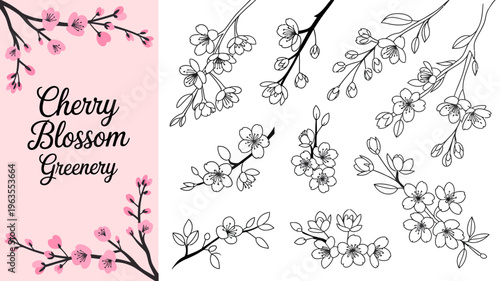 A collection of cherry blossom branches and flowers is displayed featuring both color and black and white line art illustrations high quality professional detailed modern elegant