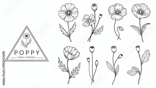 A collection of detailed black and white poppy flower illustrations alongside a triangular graphic with floral elements high quality professional modern elegant stylish clean crisp vibrant