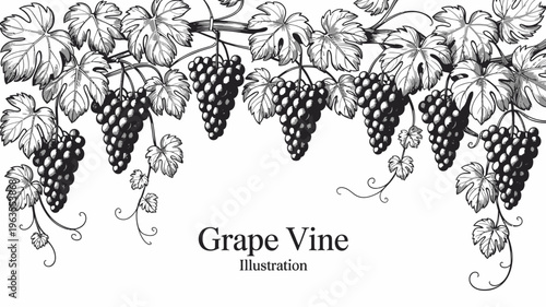 An elegant detailed engraving depicts lush grape vines with hanging clusters of ripe grapes and intricately patterned leaves high quality professional modern stylish clean crisp vibrant