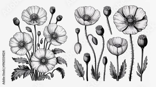 A detailed monochrome botanical illustration depicts several poppy flowers in various stages of bloom alongside seed pods and delicate foliage high quality professional modern elegant stylish