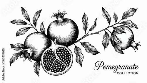 An elegant black and white botanical illustration displays pomegranates with leafy branches showcasing a halved fruit revealing its seeded interior high quality professional detailed modern stylish