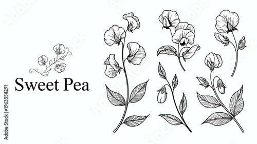 A detailed black and white botanical illustration showcases several sweet pea flowers and stems with delicate leaves creating a vintage aesthetic high quality professional modern elegant