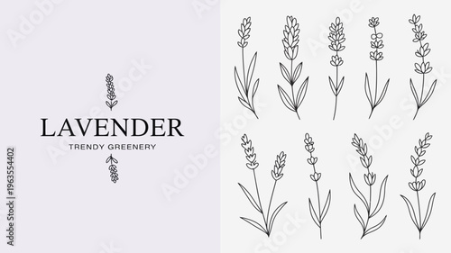 A minimalist illustration features delicate lavender sprigs and botanical line art complemented by the word lavender in bold lettering high quality professional detailed modern elegant stylish