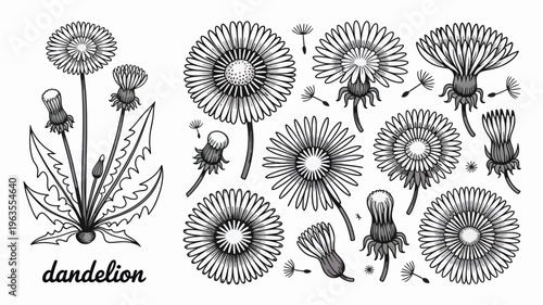 A detailed botanical illustration showcases various stages of dandelion growth from budding flowers to seed heads releasing their parachutes high quality professional modern elegant stylish clean