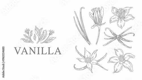 A vintage style botanical illustration showcases various stages of vanilla plant growth including flowers buds and leaves high quality professional detailed modern elegant stylish clean crisp