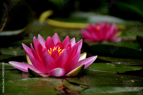 Le nénuphar rose et son double