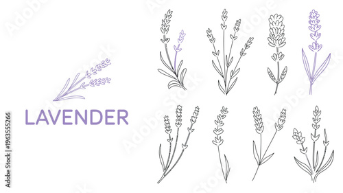 A collection of delicate lavender sprigs and floral illustrations are displayed in a minimalist line art style on a white background high quality professional detailed modern
