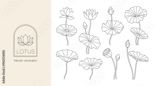 A minimalist illustration displays various stages of lotus flowers and leaves in delicate line art accompanied by a framed lotus symbol high quality professional detailed modern