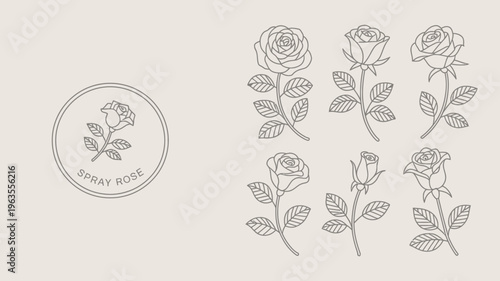A minimalist illustration displays several line drawn spray roses arranged in a circular logo and a rectangular grouping high quality professional detailed modern elegant stylish clean