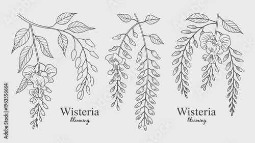 A delicate botanical illustration showcases three sprigs of wisteria featuring flowing vines leaves and blooming flowers in grayscale high quality professional detailed modern elegant stylish clean