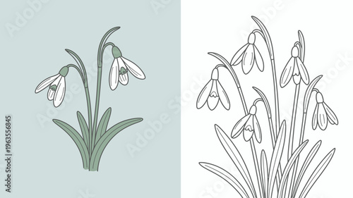 A split composition showcases snowdrop flowers rendered in a color illustration on the left and a monochrome line drawing on the right high quality professional detailed