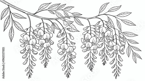 A detailed black and white illustration depicts a branch laden with blooming wisteria flowers and abundant elongated green leaves high quality professional modern elegant stylish clean