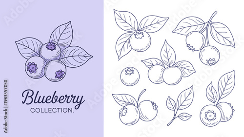 A delicate illustration showcases various arrangements of blueberries with accompanying leaves presented in a simple hand drawn style high quality professional detailed modern elegant stylish clean