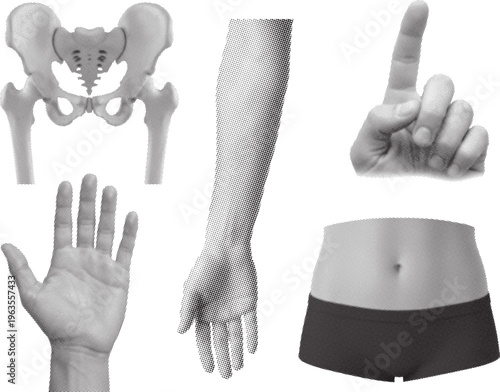 Middle Finger Hand and Pelvis Bone Halftone Set, Arms and Anatomy Cutout Collection