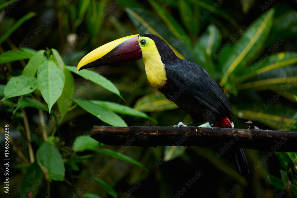 Naklejka premium Chestnut-mandibled toucan at a lodge in Costa Rica