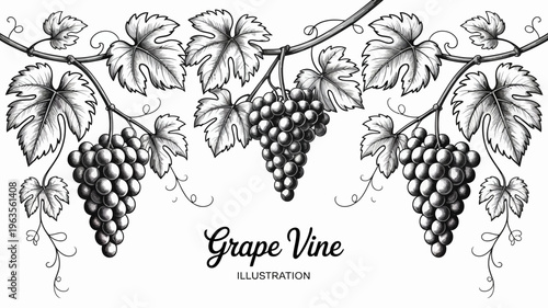 A detailed engraving showcases lush grape vines with abundant bunches of grapes hanging from curling tendrils and foliage high quality professional modern elegant stylish clean crisp