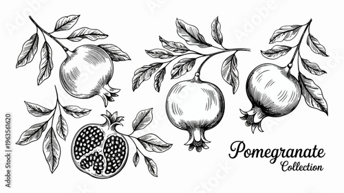 A detailed black and white illustration showcases several pomegranates with leaves and a cross section exhibiting a vintage botanical style high quality professional modern elegant stylish