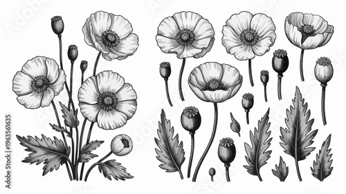 A detailed botanical illustration showcases various stages of poppy flowers from buds to full bloom with delicate leaves high quality professional modern elegant stylish clean crisp