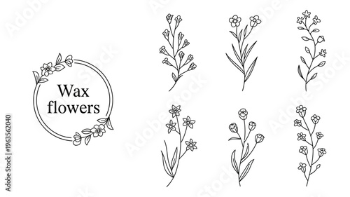 A collection of delicate hand drawn wax flowers and botanical illustrations are arranged on a clean white background high quality professional detailed modern elegant stylish crisp