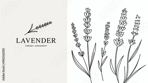 A minimalist illustration showcases lavender sprigs and the word lavender with trendy greenery beneath it high quality professional detailed modern elegant stylish clean crisp vibrant colorful