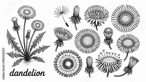 A detailed black and white illustration showcases various stages of dandelion growth from bud to seed head with leaves high quality professional modern elegant stylish clean