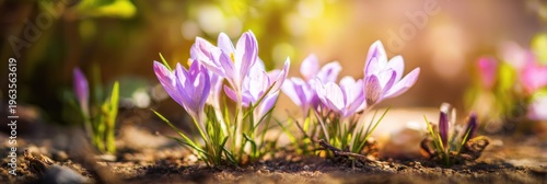 Vibrant purple crocuses blooming in sunlit garden