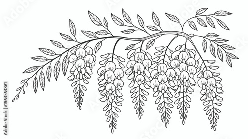 A detailed black and white illustration depicts a cascading wisteria vine with abundant clusters of flowers and delicate elongated leaves high quality professional modern elegant stylish