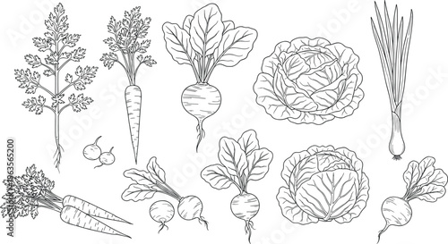 Hand drawn blue line art vector illustration set of fresh garden vegetables including carrots cabbage radishes and leeks for design