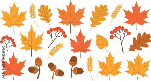 Autumn leaves collection with maple oak wheat acorns and berries fall seasonal elements vector illustration set