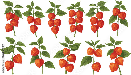 Physalis fruit set with cape gooseberry branches leaves and orange lantern berries botanical vector illustration collection