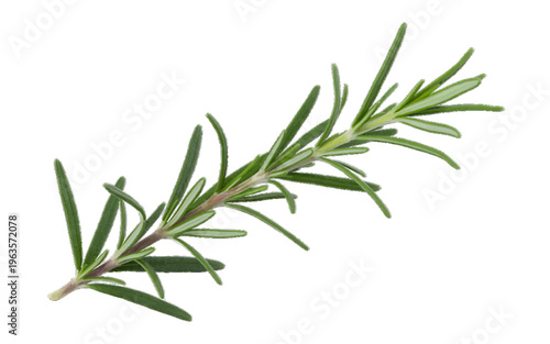 Fresh sprig of rosemary herb with green needles, isolated on white background, culinary ingredient