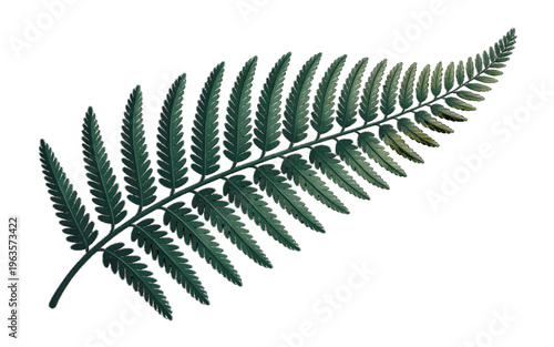 Detailed illustration of a dark green fern frond with many small leaves