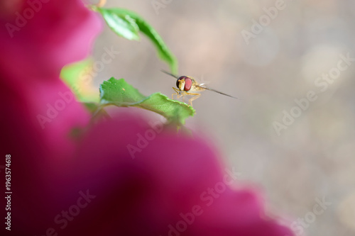 Bee on flower