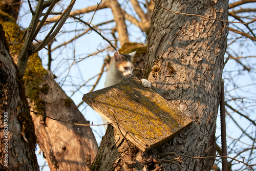 cat  on tree