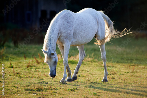 White Horse