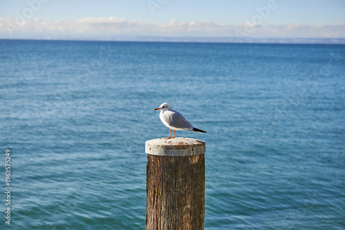 seagull on the pier