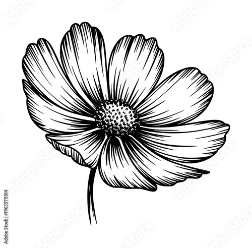 Black and white line of a single cosmos flower with delicate petals a white background
