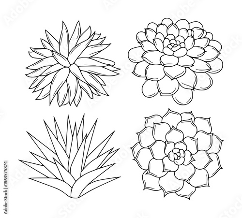 Black and white line of succulent plants arranged in a grid a white background botanical