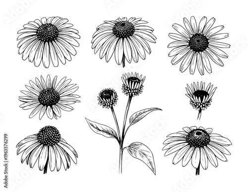 Collection of Hand Drawn Echinacea Flowers in Black and White Line Style floral botanical