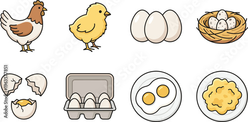 Chicken and Egg Production Process Vector Set Featuring Hen Chick Eggs Nest Carton Fried Eggs and Scrambled Food Illustration Collection for Farm and Kitchen Designs