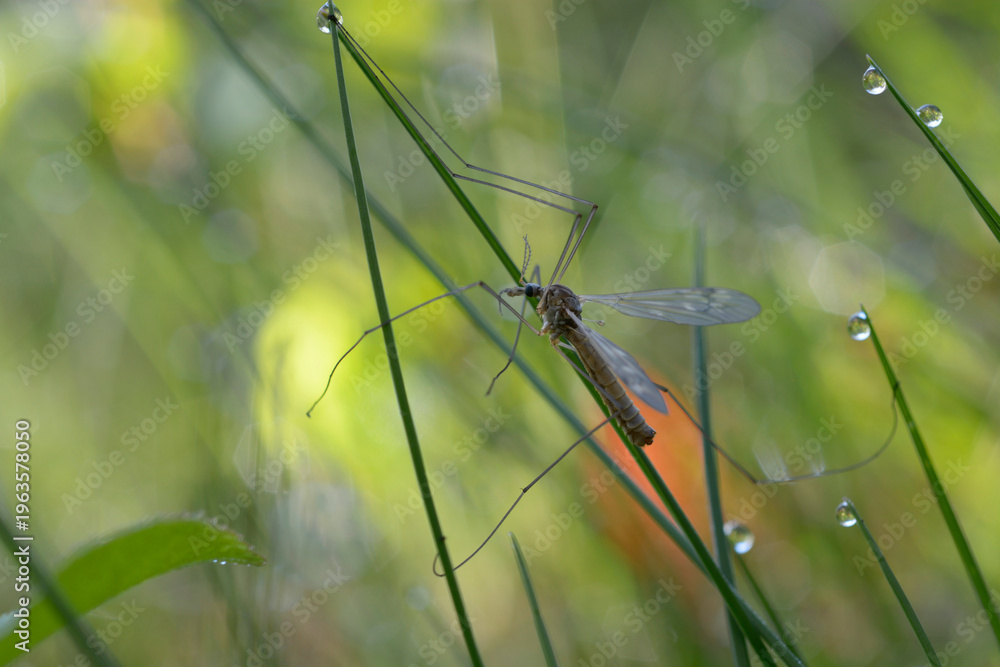 Obraz premium Crane fly Tipula paludosa sitting on a grass blade with morning dew drops in nature
