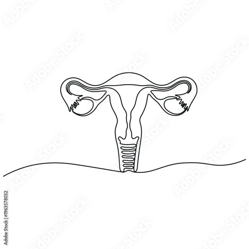 a line drawing of the female reproductive system including the ovaries fallopian tubes uterus and cervix