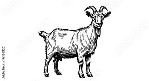 Minimalist High Contrast Black and White Goat Vector Illustration - Full Body Profile