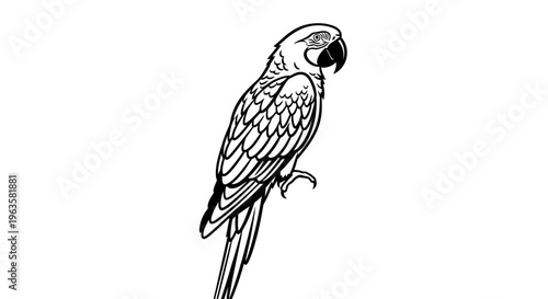 High Contrast Black and White Parrot Vector Illustration - Full Body Pose Wildlife Design